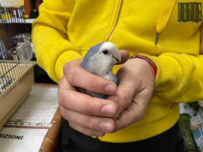 �� la mia mascotte � ci dice Francesco prendendo tra le mani l�amico, che ne approfitta per regalargli qualche �bacio� con il becco �. Il suo vecchio proprietario lo abbandon� in una gabbietta accanto a un bidone. Cos� lo presi in cura io e da allora � qui con me�